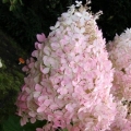 Hydrangea paniculata mega biser: opis, sadnja i njega, recenzije